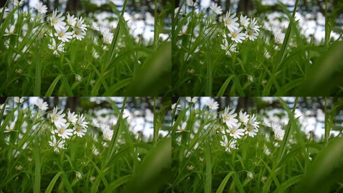 野生繁缕白花随风摆动。春。视频高清静态摄像机镜头