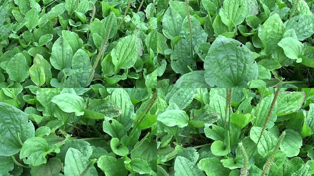 车前草主要绿色野生植物，车前草，药用植物。用steadicam拍摄高清视频镜头。充满活力的叶子的慢动