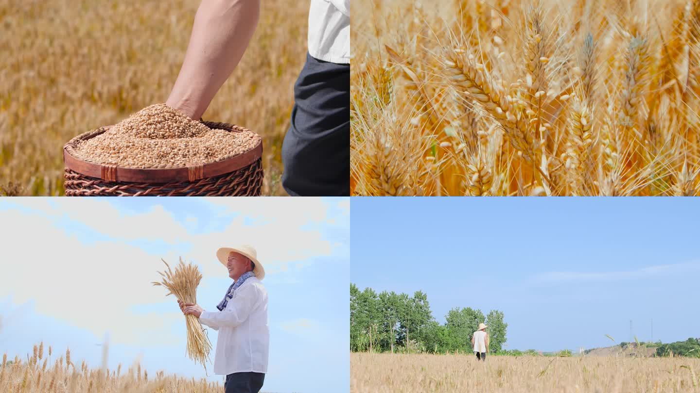 麦子成熟