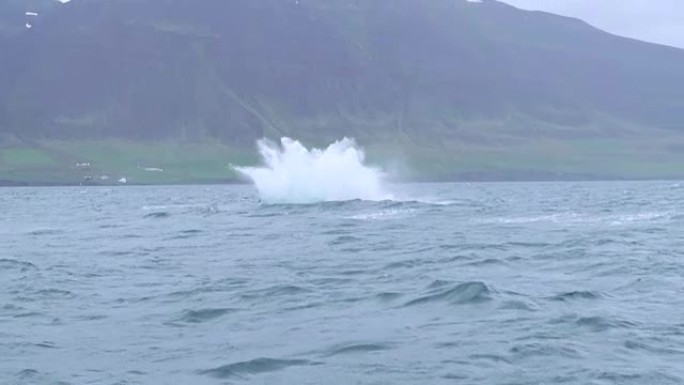 冰岛达尔维克附近的驼背鲸