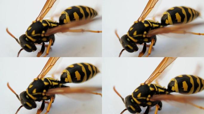 白色背景上的黄蜂昆虫。微距镜头