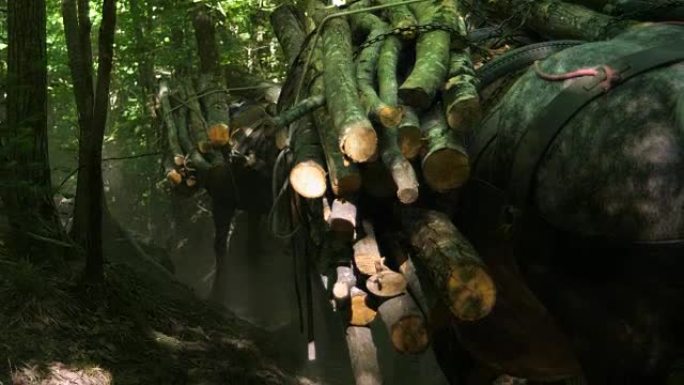 森林小径中原木的传统动物运输