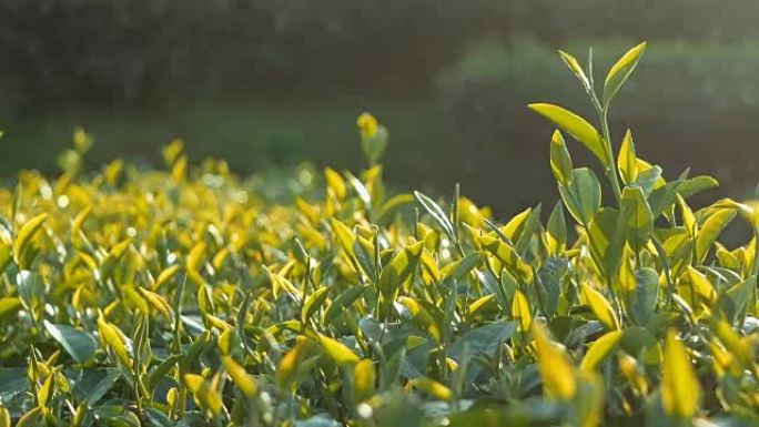 农场的顶部叶子树绿茶