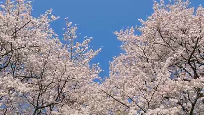 樱花的风景