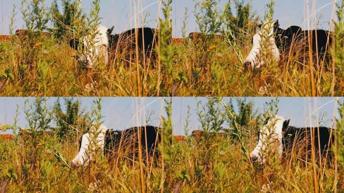有趣的是，画着白色枪口的黑牛躺在草丛中并咀嚼