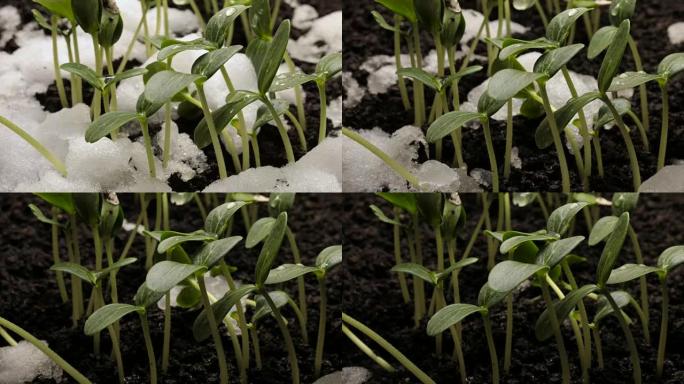 从雪黄瓜豆种子种植农业延时