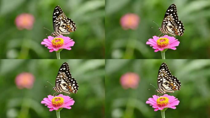 蝴蝶以花为食。