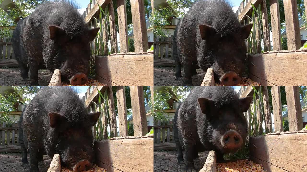 黑越南猪，休息，睡在围栏里，在一个阳光明媚的日子，大，粗的黑猪，家庭