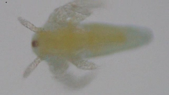 显微镜下的盐水虾宝宝。微观世界。
