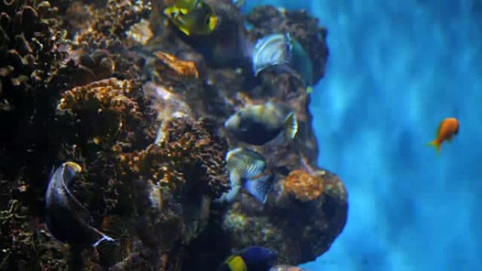 五颜六色的水族馆鱼在海洋珊瑚中游泳。水下热带鱼与小丑鱼。珊瑚礁中奇妙美丽的动植物图片。慢动作镜头