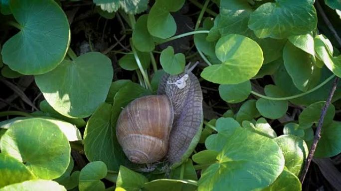 葡萄蜗牛，Helix pomatia，从壳中脱出，在绿色的叶子上爬行。从顶部看。