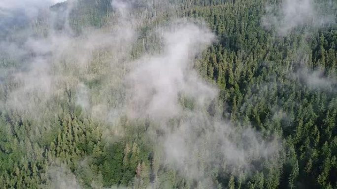 在美丽的云层中飞过高山，松林。鸟瞰图