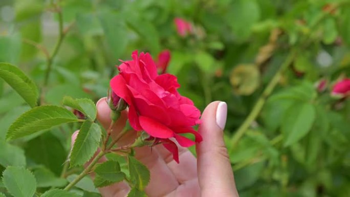 女性手握着红色玫瑰花蕾，用手指轻轻抚摸花瓣