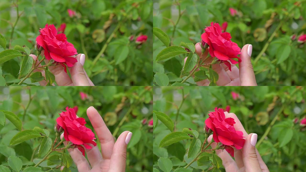 女性手握着红色玫瑰花蕾，用手指轻轻抚摸花瓣