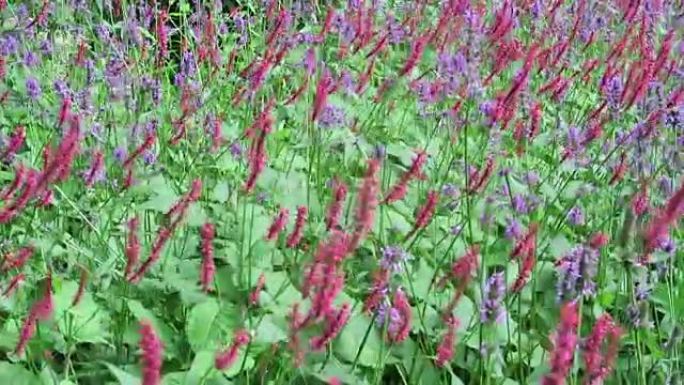 红小酒馆 (Persicaria amplexicaulis) 在风中的草地。