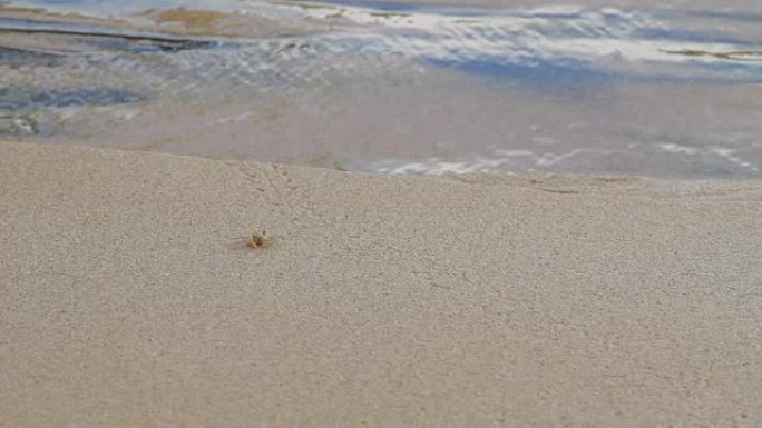 小小的米色螃蟹在海浪附近爬行。泰国普吉岛的沙滩