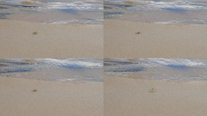 小小的米色螃蟹在海浪附近爬行。泰国普吉岛的沙滩
