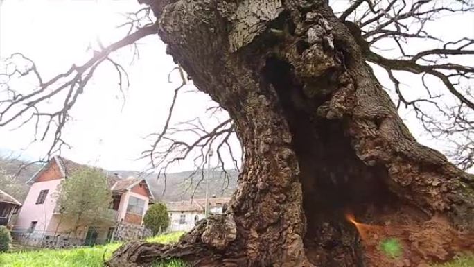 一千年的橡树抵抗自然本身