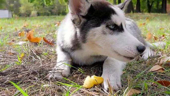 哈士奇狗蓝眼睛特写躺在草地上，叶子黄，在户外吃水果