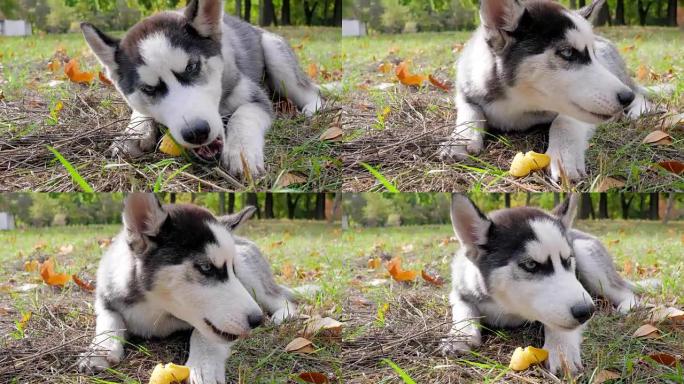 哈士奇狗蓝眼睛特写躺在草地上，叶子黄，在户外吃水果