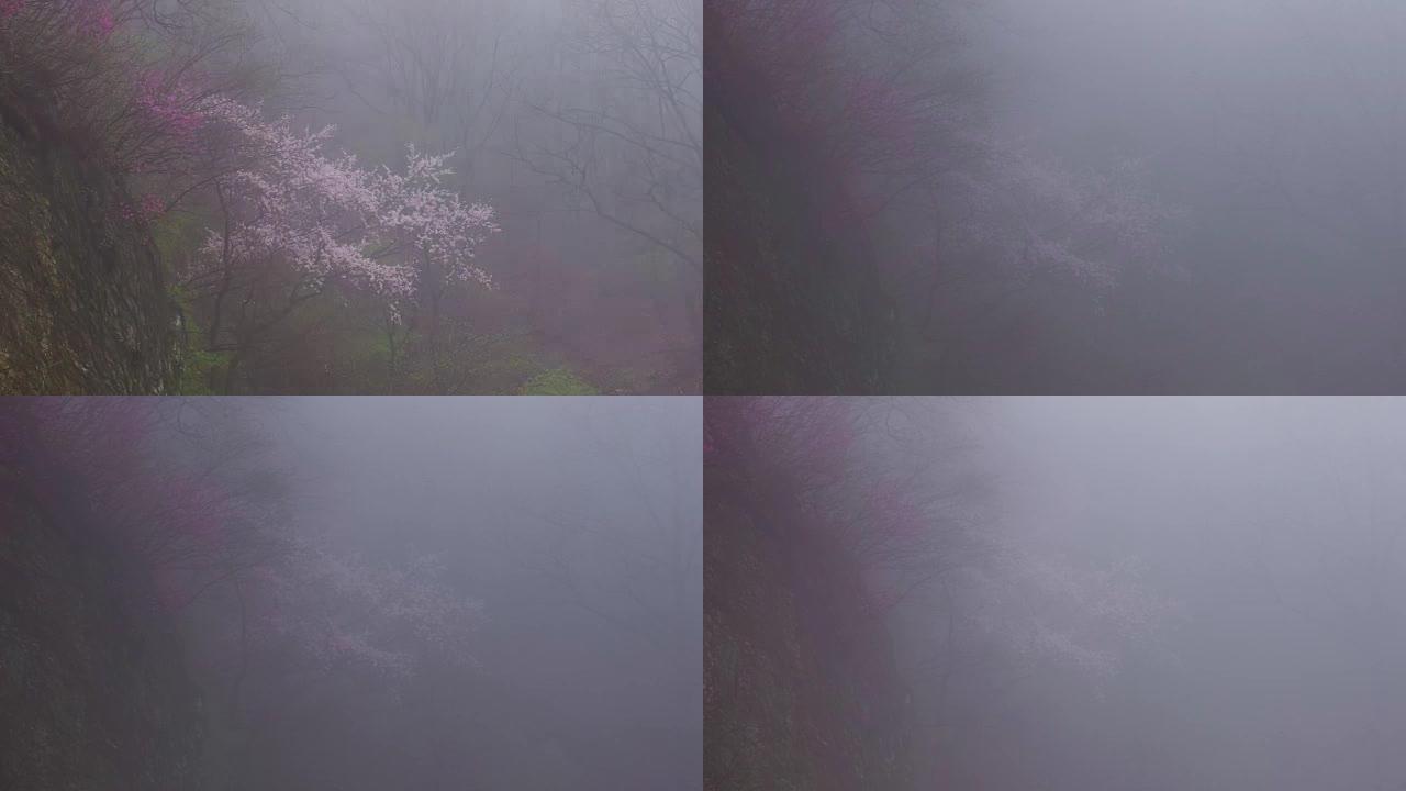 雨林雾天的延时拍摄