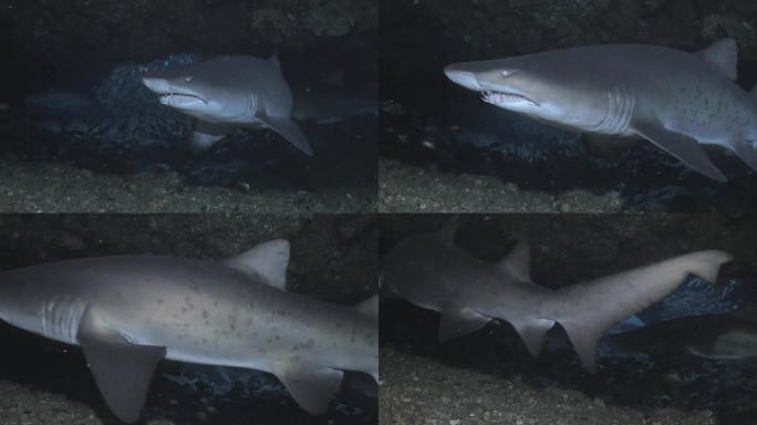 印度洋水下洞穴中参差不齐的齿鲨