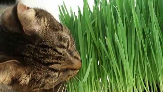 猫在家里吃新鲜的绿草。多个视频帧。