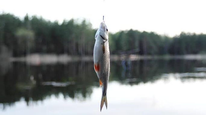 挂在钓鱼钩上的淡水鱼。