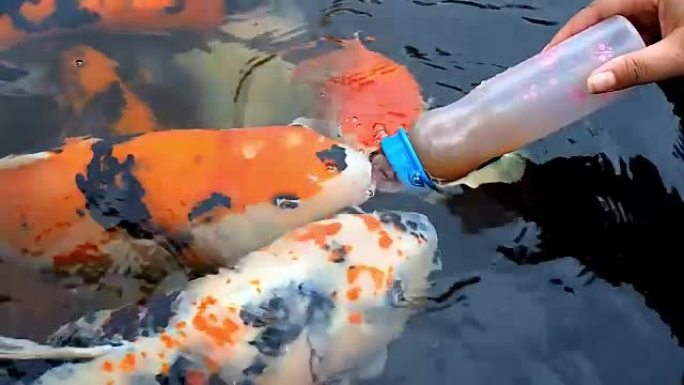 用婴儿奶瓶手工喂养池塘里的鲤鱼锦鲤鱼在慢动作中从上面反射视频剪辑视图