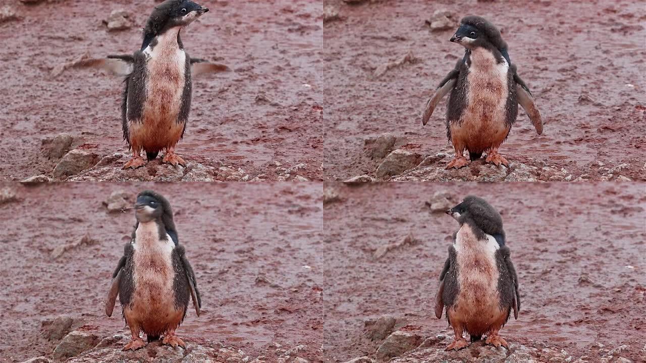 南极洲的阿德利企鹅小鸡