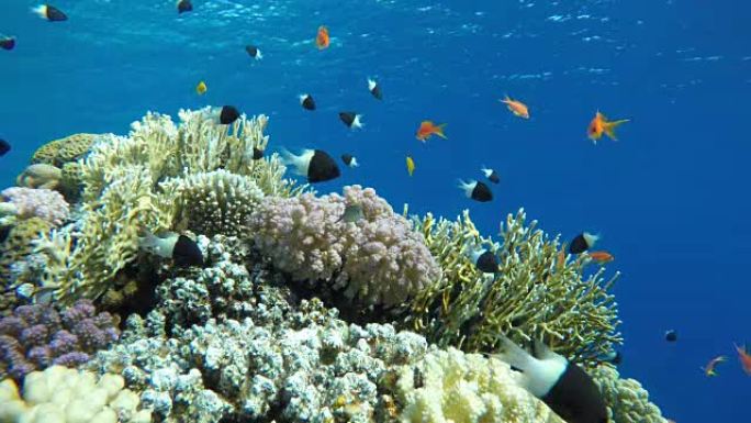 海洋。海洋中的水下生物。五颜六色的珊瑚和鱼。