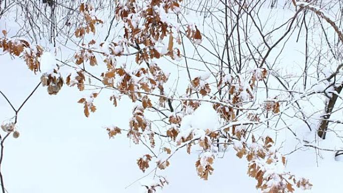 雪地里的落叶林。雪中橡树的干叶。