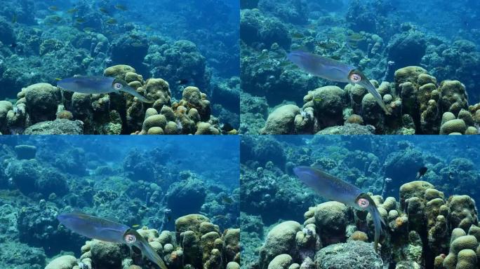 库拉索岛周围加勒比海珊瑚礁中的加勒比海鱿鱼