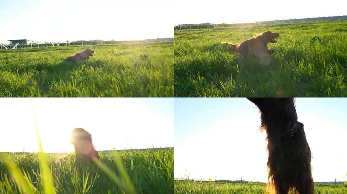 夏天日落时，快乐活跃的狗躺在草地上。爱尔兰二传手在大自然咀嚼草和花朵上翻滚