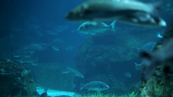 在蓝色海洋中游泳的热带鱼的潜水底视图。黑暗的水柱里有很多大鱼。海洋动物