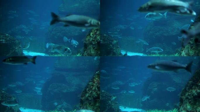在蓝色海洋中游泳的热带鱼的潜水底视图。黑暗的水柱里有很多大鱼。海洋动物