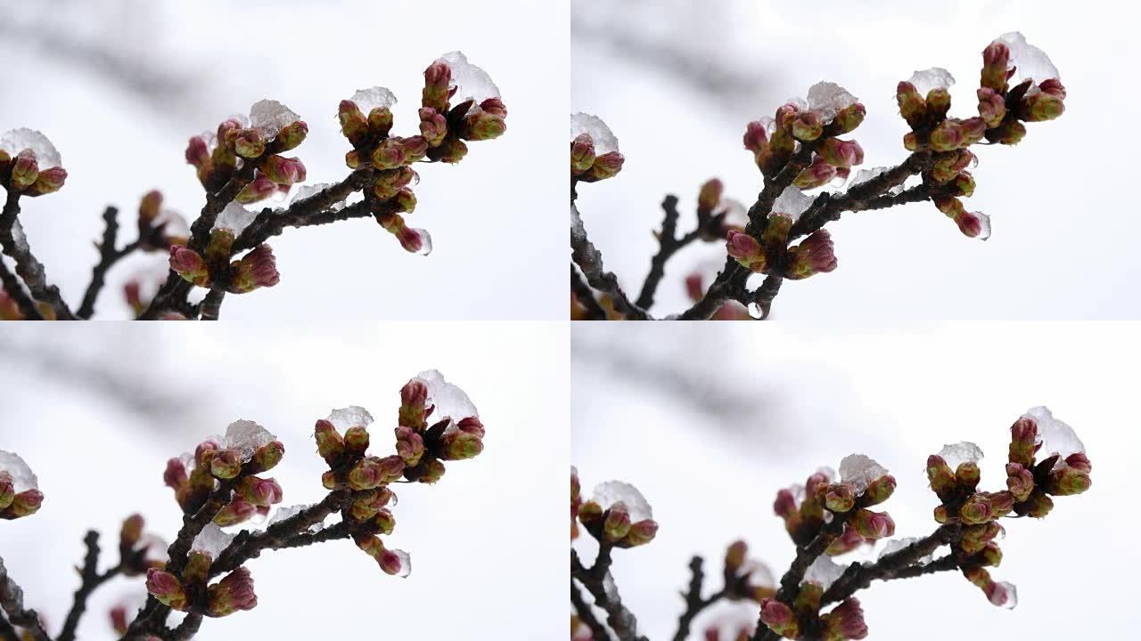 雪中的樱花或樱花花蕾