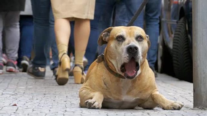 忠实的可怜的狗躺在人行道上，等待主人。人群冷漠的人的腿经过