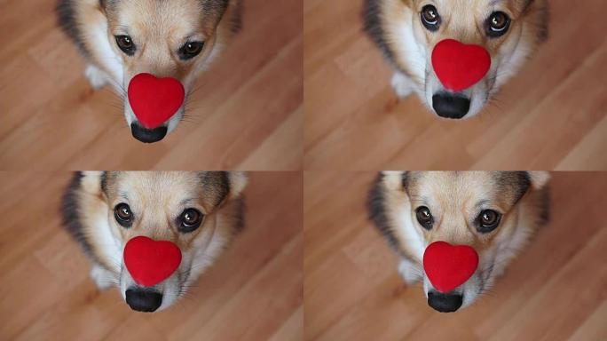 一只可爱的爱狗带着一颗红色的心祝贺情人节，所有的情人节。