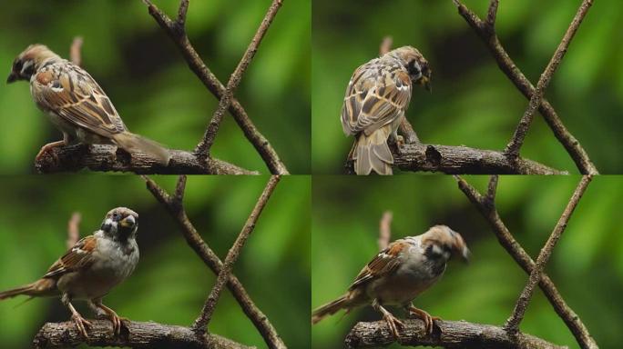 菲律宾玛雅人或欧亚树麻雀或通过人montanus perch on twig