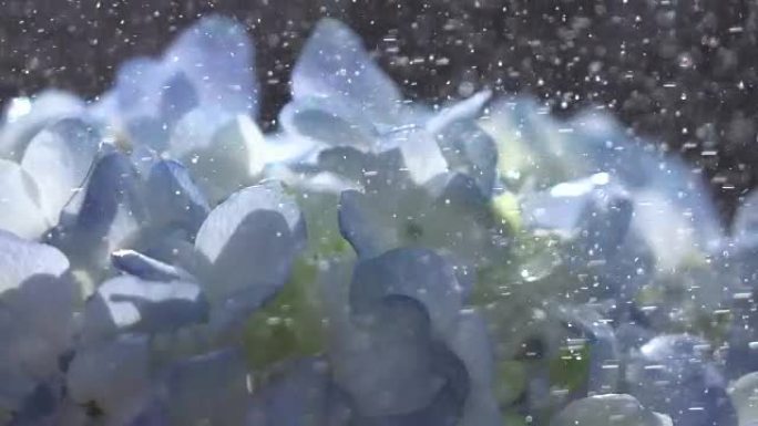 美丽的蓝色绣球花在慢动作的雨滴下。
