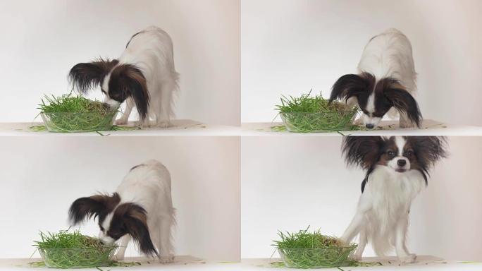 美丽的年轻公狗大陆玩具西班牙猎犬Papillon吃新鲜发芽燕麦白色背景素材视频