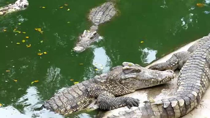 鳄鱼位于绿色的水附近。泥泞的沼泽河。泰国。亚洲