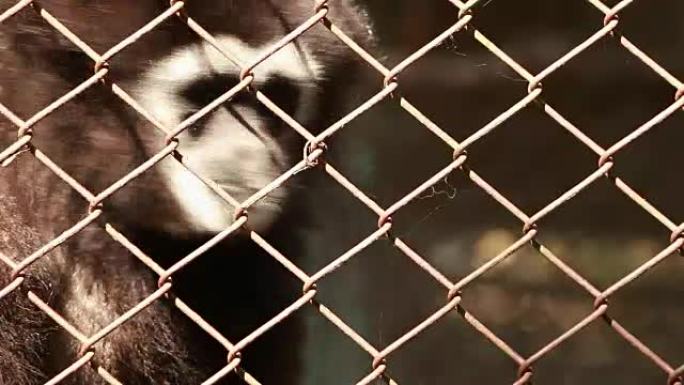 黑长臂猿早上住在动物园的笼子里。