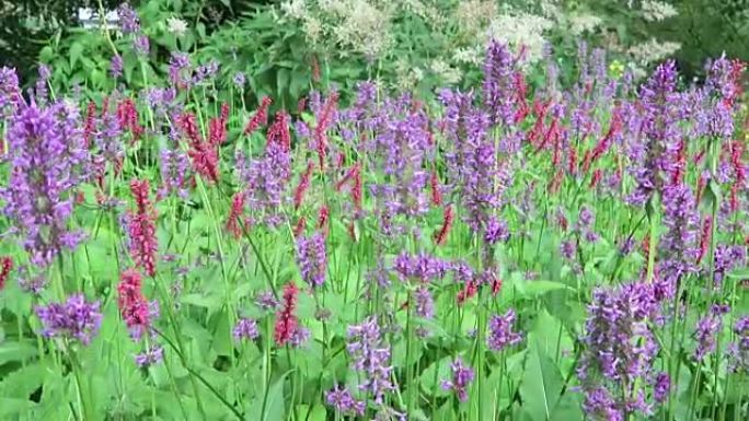 红小酒馆 (Persicaria amplexicaulis) 在风中的草地。