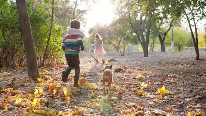 秋季运动会，小女孩和男孩在温暖的日子里在背光公园与狗一起慢跑