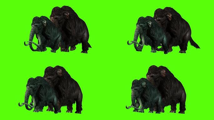 3D渲染动画-猛犸象在绿色屏幕上攻击一面