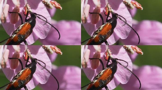 火草花上的甲虫Lytta suturella。