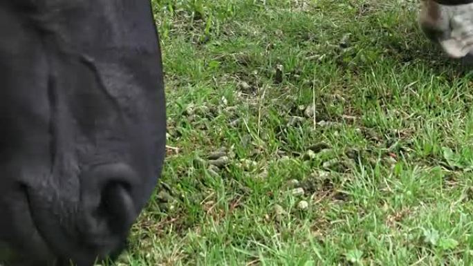 Horses on the ranch eat dry food. Portrait of a ho