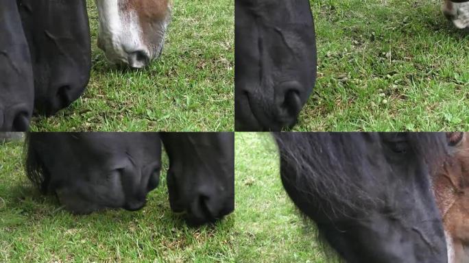 Horses on the ranch eat dry food. Portrait of a ho